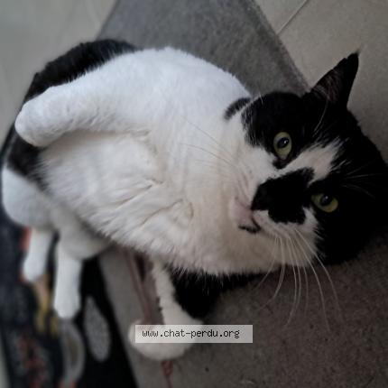 Foto 1/1 Julius Chat perdido en La riviere de corps