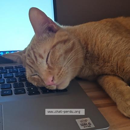 Foto 1/1 Pitcha Chat perdido en Pau