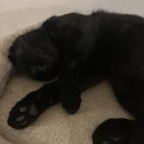 Foto del gato perdido en Fenioux