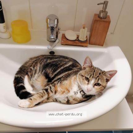 Foto 1/1 Raya Chat perdido en Calais