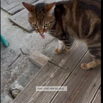 Foto 1/1 Gato encontrado Encontrado en St leger sur roanne