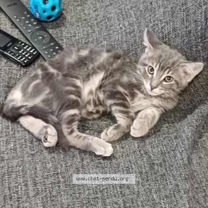 Foto 1/1 Speedy Chat perdido en Fresnes