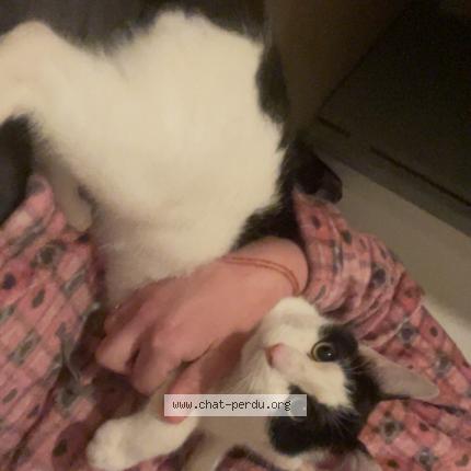 Foto 1/1 Gato encontrado Encontrado en Avignon