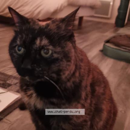 Foto 1/1 Happy Chat perdido en Lyon