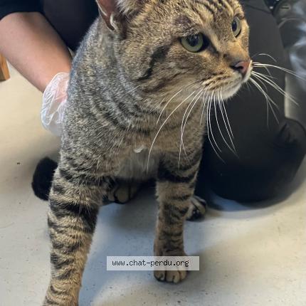 Foto 1/1 Gato encontrado Encontrado en Roubaix