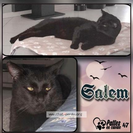 Foto 1/1 Salem Chat perdido en St sylvestre sur lot
