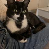 Foto del gato perdido en Saint Jean D Ardieres