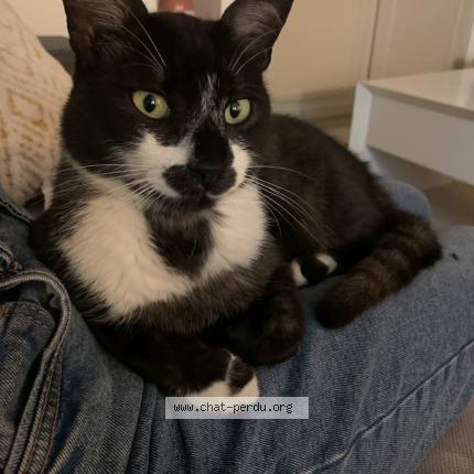Foto 1/1 BOUNTY Chat perdido en Saint jean d ardieres