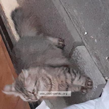 Foto 1/1 P&eacute;pette Chat perdido en 54340 pompey