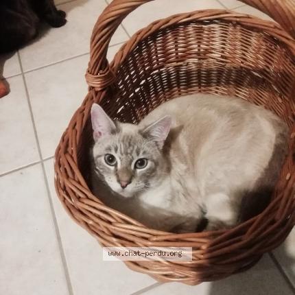 Foto 1/1 Minet Chat perdido en Veyrins thuellin