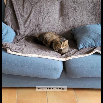 Foto 1/1 Violette Chat perdido en La baule