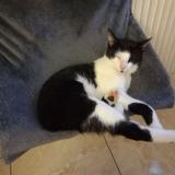 Foto del gato perdido en Nogent