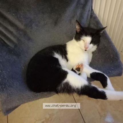 Foto 1/1 ZÉLIO Chat perdido en Nogent