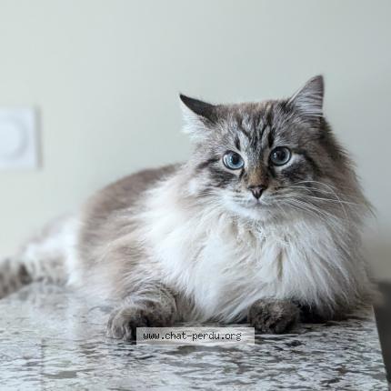 Foto 1/1 Nanuq Chat perdido en Bordeaux