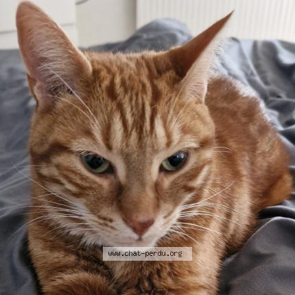 Foto 1/1 Magnus Chat perdido en Courboin