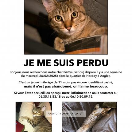 Foto 1/1 Gattu Chat perdido en Anglet