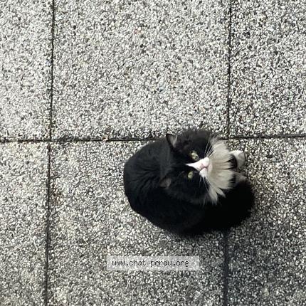 Foto 1/1 Gato encontrado Encontrado en Grenoble