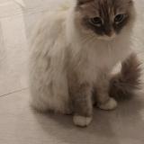 Foto del gato perdido en Digne Les Bains