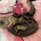 Foto del gato perdido en Arbonne La Foret