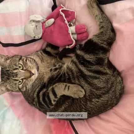 Foto 1/1 Woody Chat perdido en Arbonne la foret