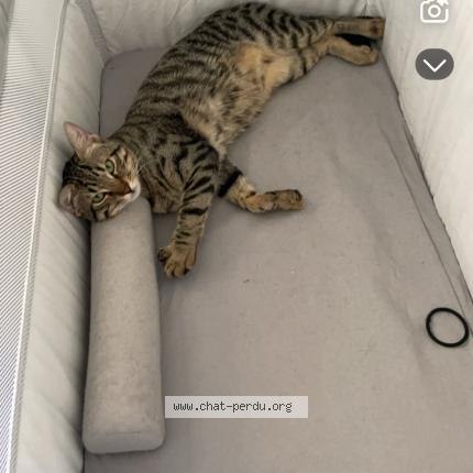 Foto 1/1 Cookie Chat perdido en La ciotat