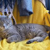 Foto del gato perdido en Jouars Pontchartrain