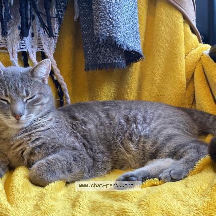 Foto 1/1 Taz Chat perdido en Jouars pontchartrain