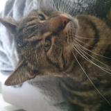 Foto del gato perdido en Teloche