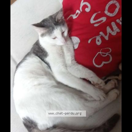 Foto 1/1 Kiero Chat perdido en Henint beaumont