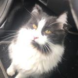 Foto del gato perdido en Le Blanc Mesnil