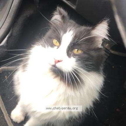 Foto 1/1 Gato encontrado Perdido en Le blanc mesnil