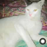 Foto del gato perdido en Lahore