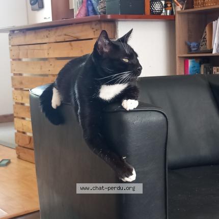 Foto 1/1 Guizmo Chat perdido en Lorient