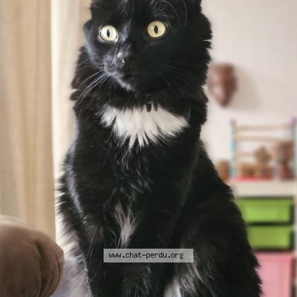 Foto 1/1 Pantone Chat perdido en Illkirch graffenstaden