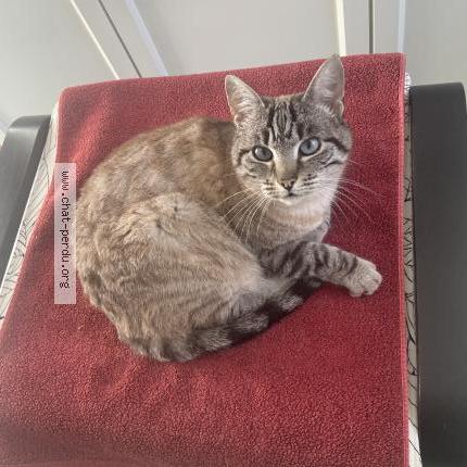 Foto 2/2 Moreno Chat perdido en Labastide saint georges