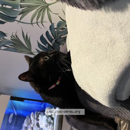 Foto 1/1 Plume Chat perdido en Coubron