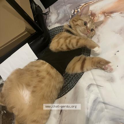 Foto 1/1 Gato encontrado Perdido en Verviers