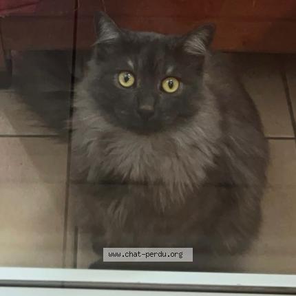 Foto 1/1 Ace Chat perdido en Perpignan