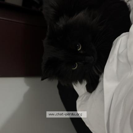 Foto 1/1 Gato encontrado Encontrado en Laval