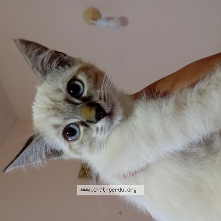 Foto 1/1 Millie Chat perdido en Carcassonne