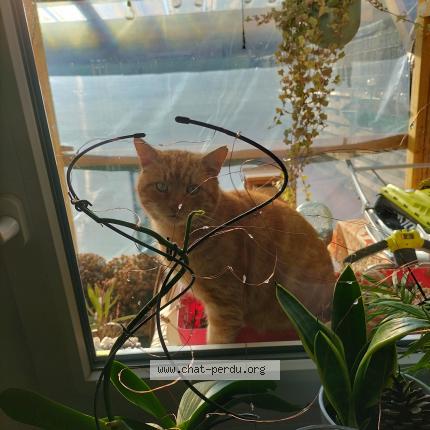 Foto 1/1 Gato encontrado Encontrado en Moussey