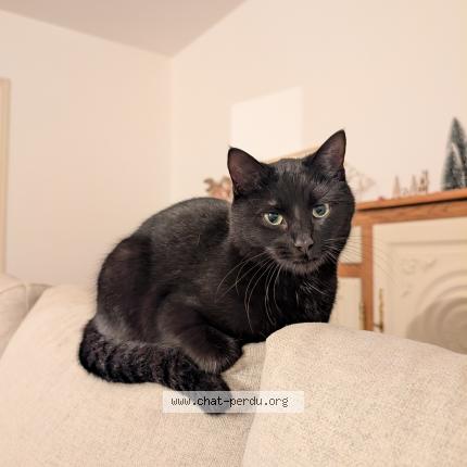 Foto 1/1 Bloom Chat perdido en Louargat