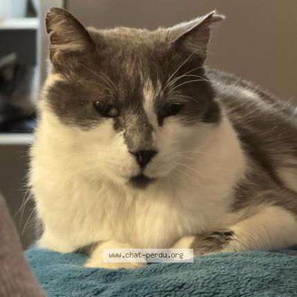 Foto 1/1 HERVE Chat perdido en Uchaux