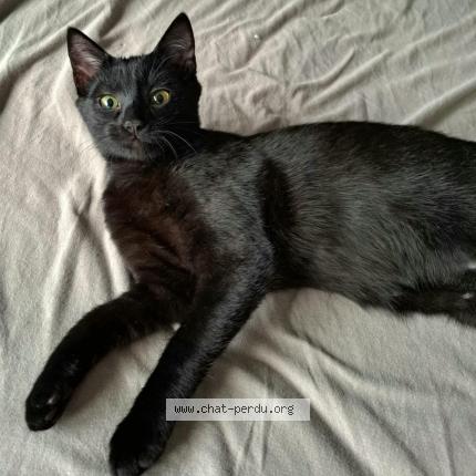 Foto 1/1 BLUE Chat perdido en Altorf