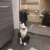 Foto del gato perdido en Strasbourg Robertsau