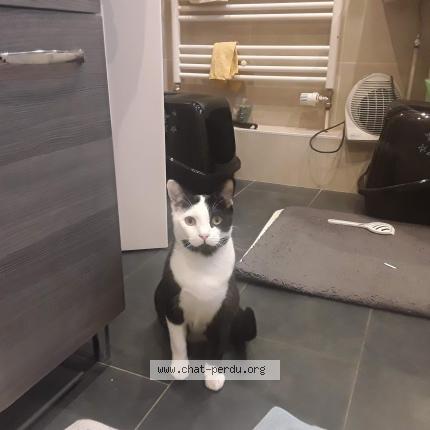 Foto 1/1 Max Chat perdido en Strasbourg robertsau