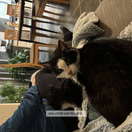 Foto 1/2 Dodue Chat perdido en Trelaze