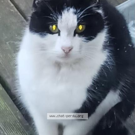 Foto 2/2 Dodue Chat perdido en Trelaze