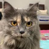 Foto del gato perdido en Islamabad