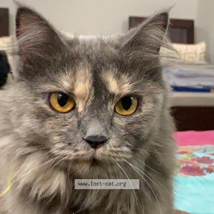 Foto 1/1 Fury Chat perdido en Islamabad